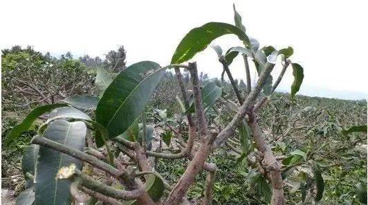 芒果修剪是个技术活,掌握这几点,采后管理不用再求人