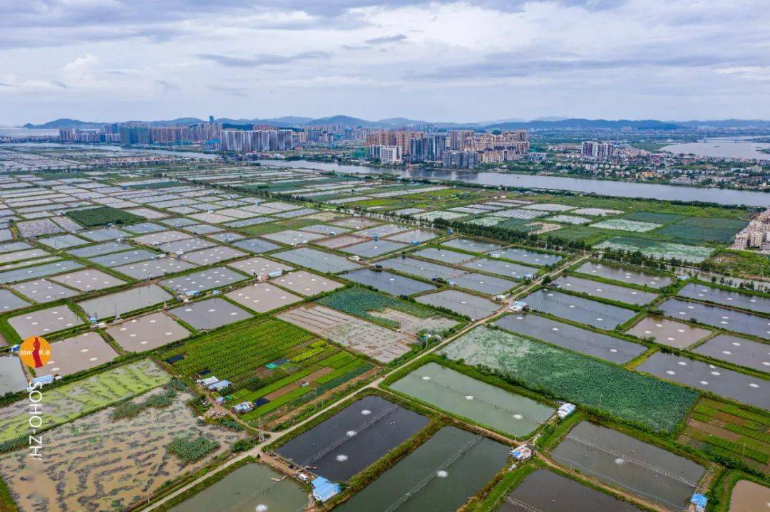 被珠海人"遗忘"的白蕉,终于迎来爆发?_斗门