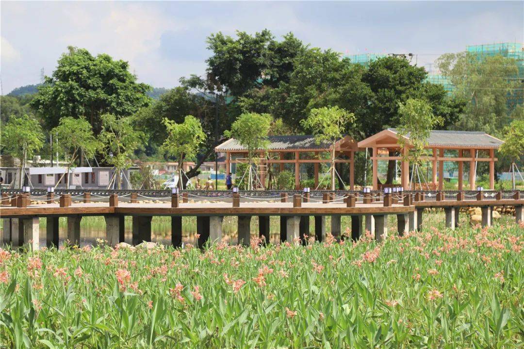 而位于茶东牌坊对面的湿地公园和文化广场,通过搭建凉亭,铺设观光栈道
