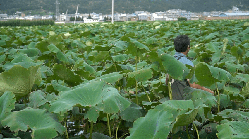 祥云沙龙镇花开三朵富了群众美了村庄