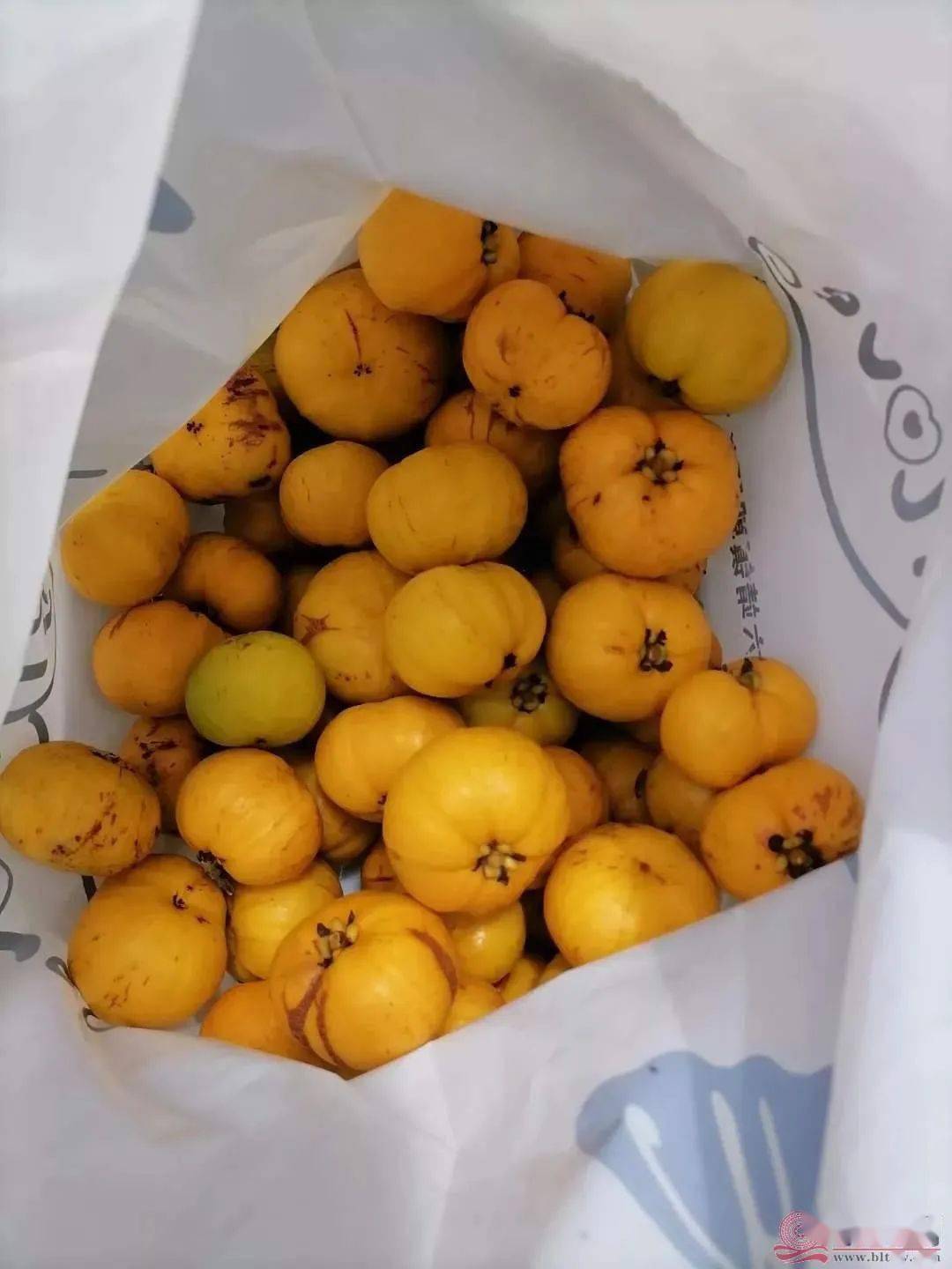 北流的山上,是有很多的.不过这种叫"酒饼子"的野果