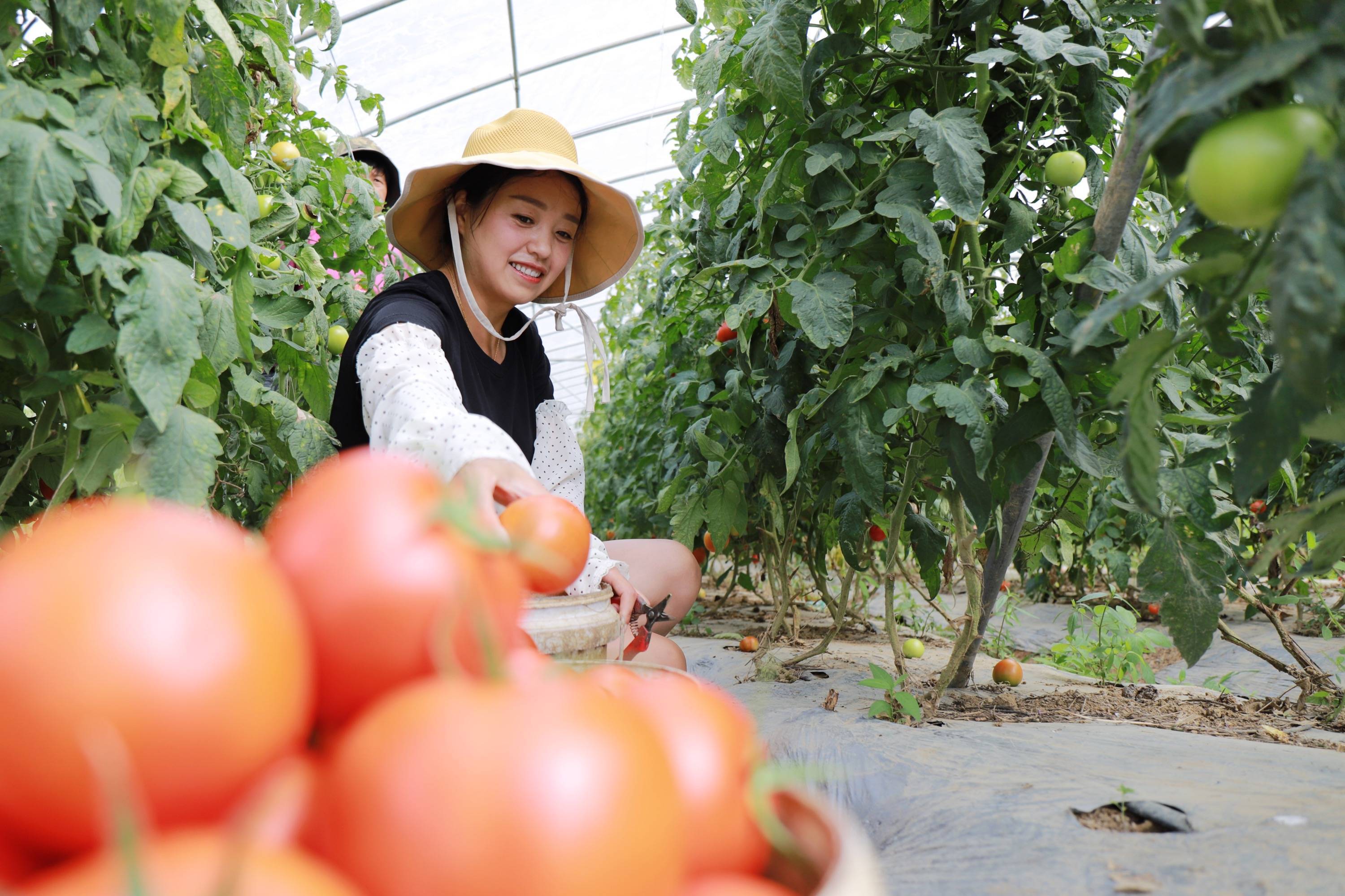 贵州黔西:西红柿丰收 助农增收