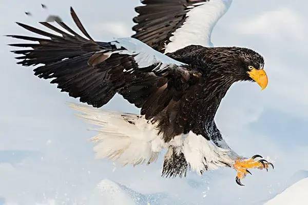 老鹰活到四十岁的时候,它的爪子开始老化,无法有效的抓住猎物