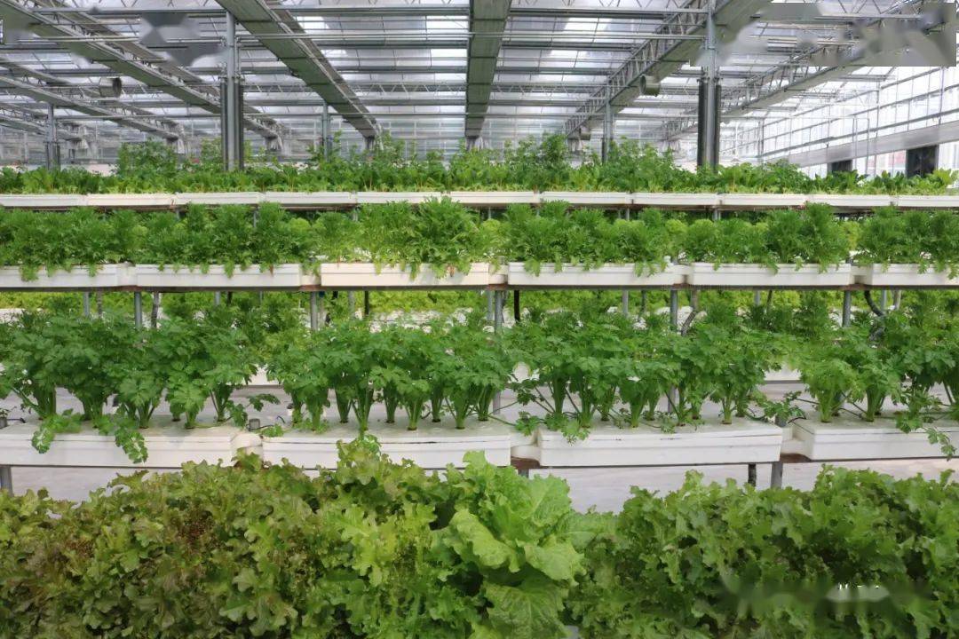 厉害了无土栽培优势这么多到底哪些蔬菜适合种