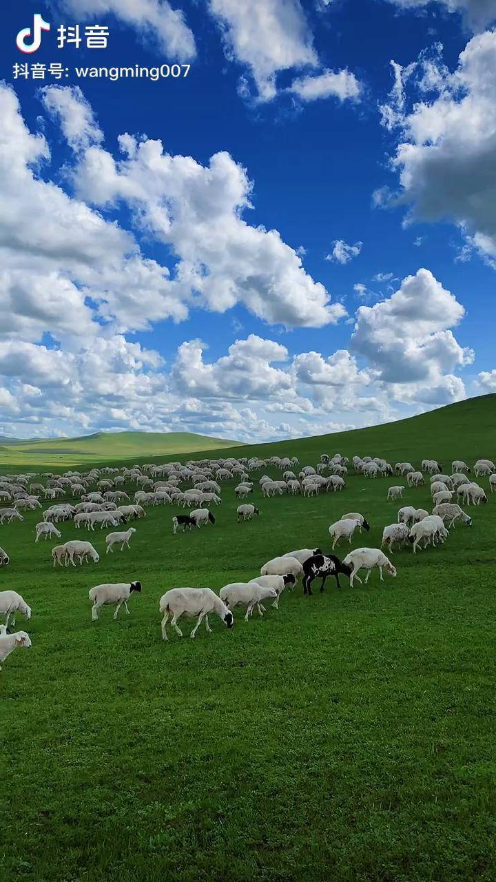 没到过草原你就不能明了天苍苍野茫茫风吹草地现牛羊的那份辽阔和深远