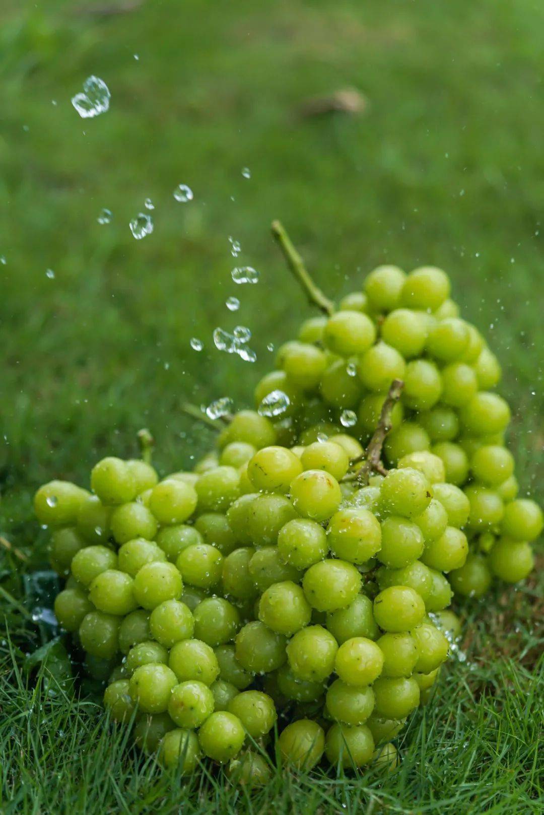 阳光玫瑰葡萄到底能不能买 55a3afd987074f138c8bc63f0ec468d2.jpeg