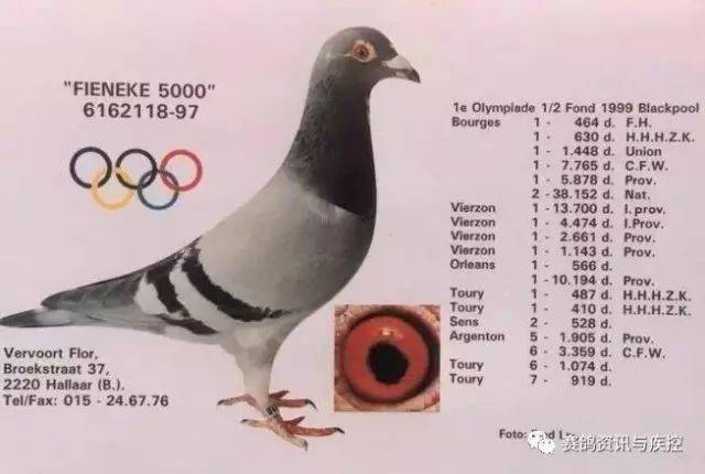 名鸽鸽界至尊芬尼卡5000