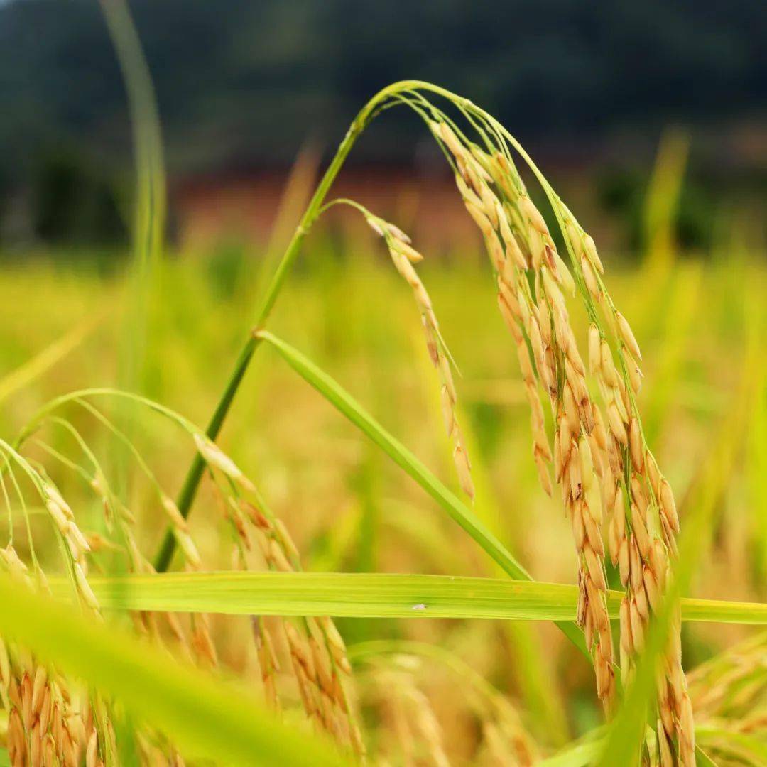 处暑华安大地土楼群百亩水稻田准备开镰收割