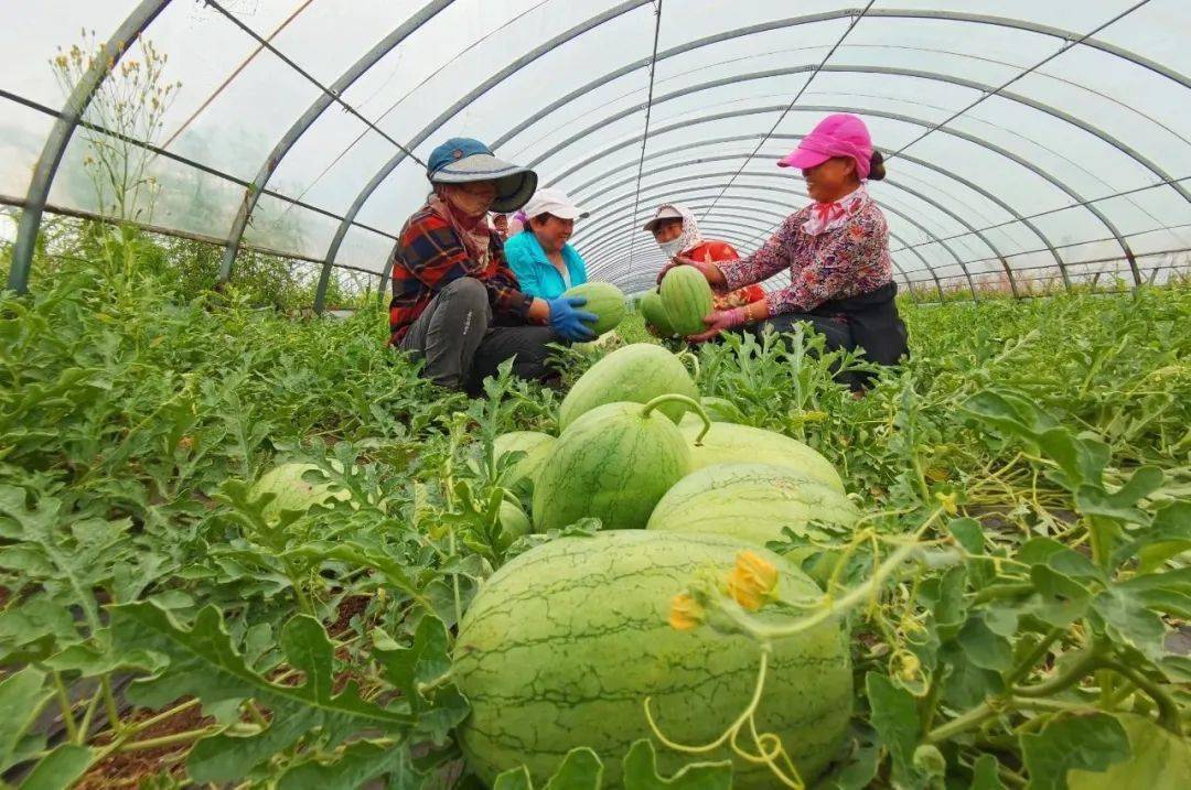 阿荣旗加快推进农业农村现代化建设