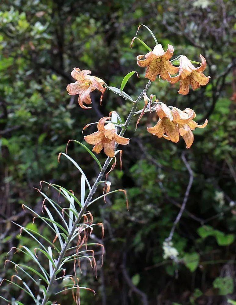 川西7月|单子叶植物的颜值担当_百合科