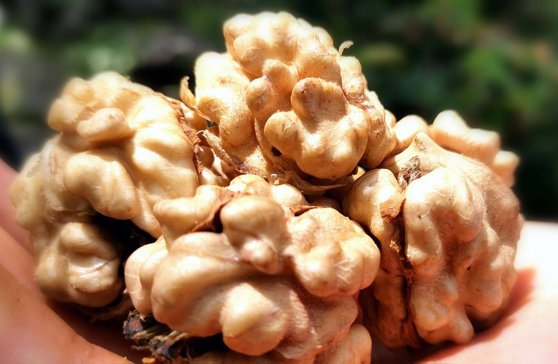 关于普安薄壳核桃的做法的信息