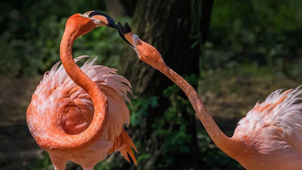 【特价门票|雅戈尔动物园】8月23日开售,49元起温情价!