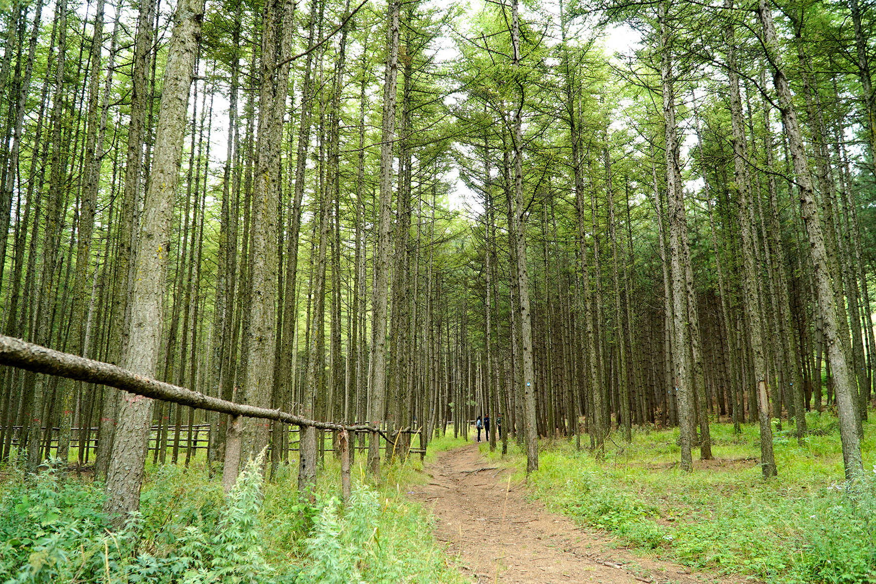 走进自然感受山水宁夏水沟林场系统疗法精准提升六盘山区高密度人工林