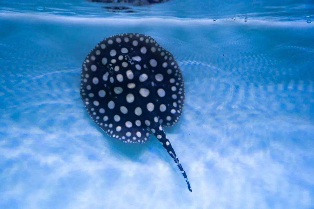 花纹均匀分布的皇冠黑白魟鱼此外,一品魟鱼水族还培育出基因性状稳定