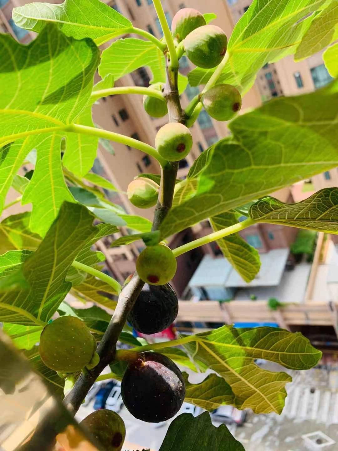 無花果盆栽到底該怎麼種植花盆土壤肥料準備好果子還挺多