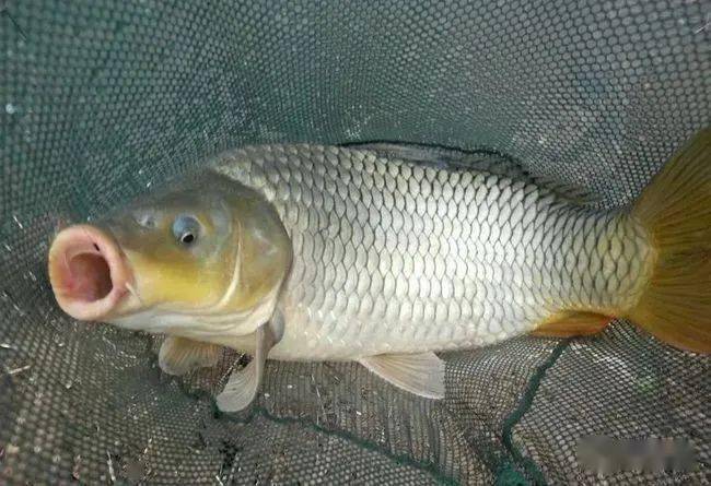 处暑过后宜钓鲤,野钓要留意这几点!_鲤鱼