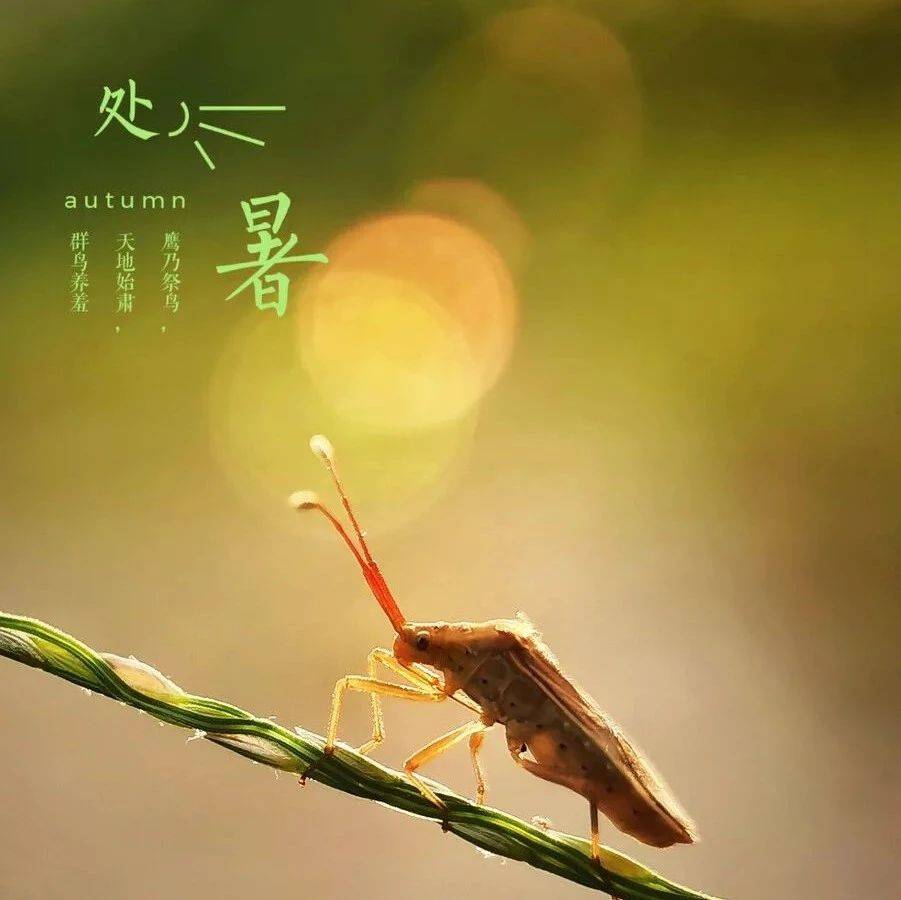 今日,chu暑!_Chu