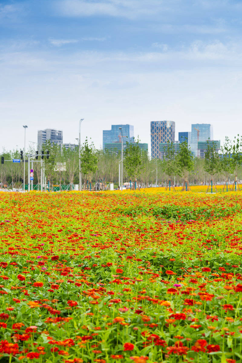 西安环山路花海图片