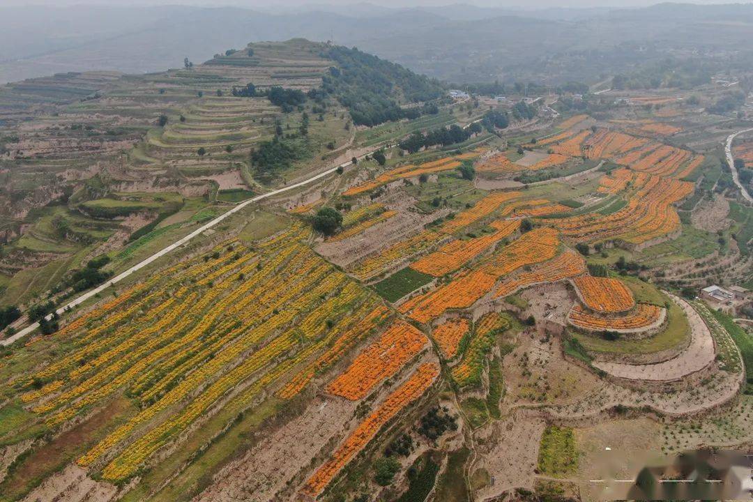 甘谷县安远镇培植致富产业助力乡村振兴
