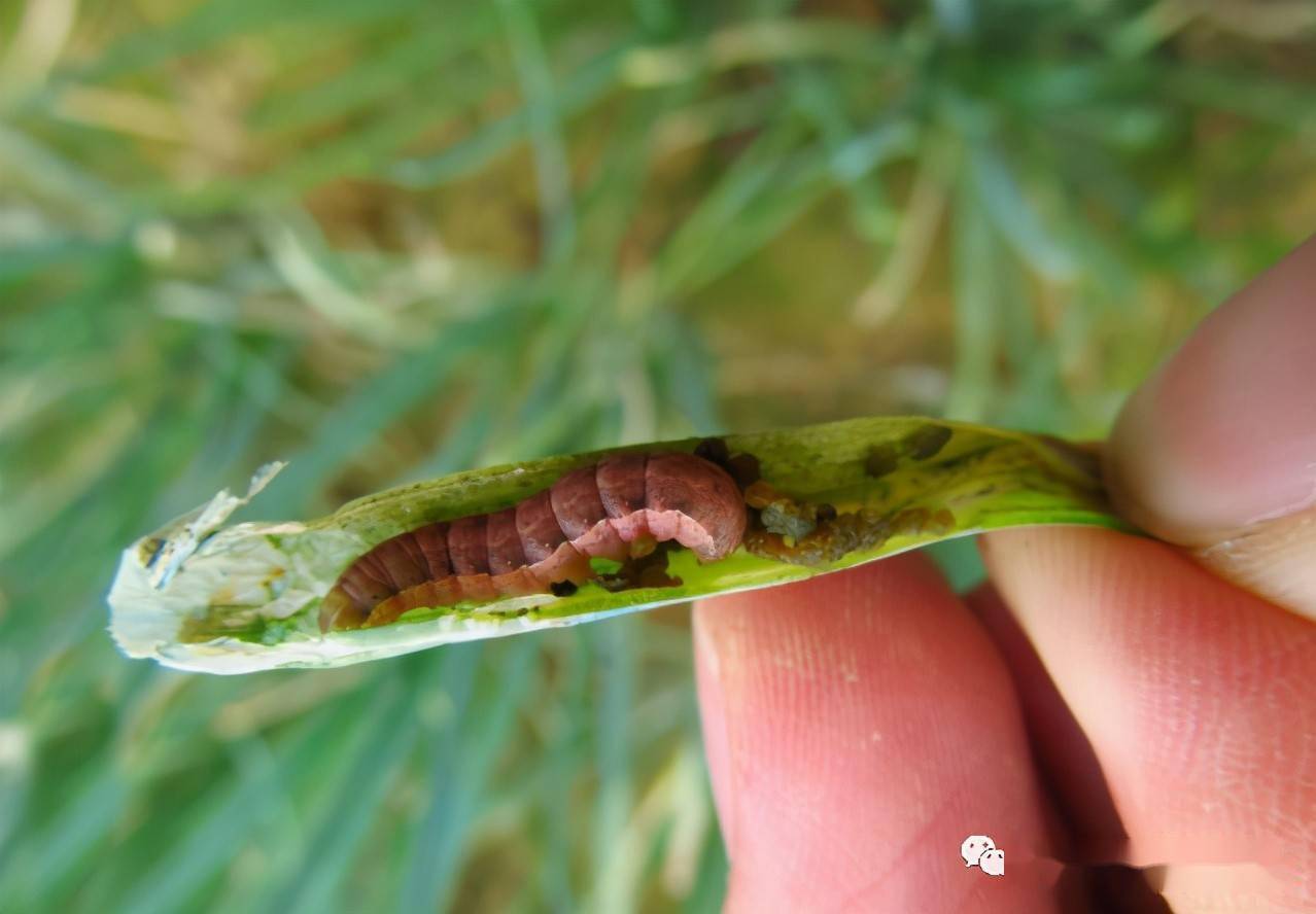 b,又胖又圆:一般甜菜夜蛾属于那种比较没出息,一吃就胖的虫子,而且