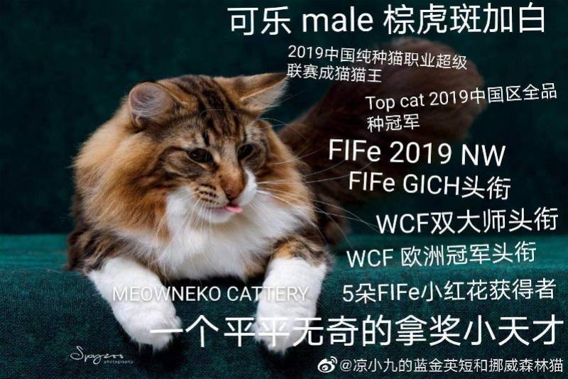 深圳名贵纯种猫后代误被绝育 猫舍与医院和解 监管部门介入 梁女士