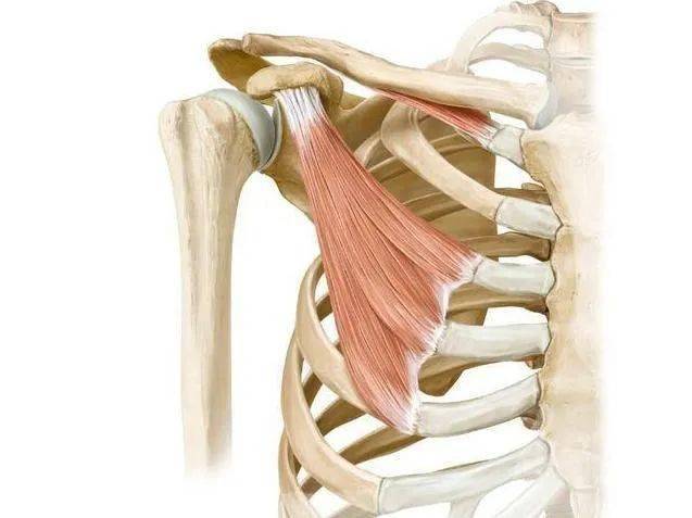 收藏常見上肢肌肉的解剖學習要點