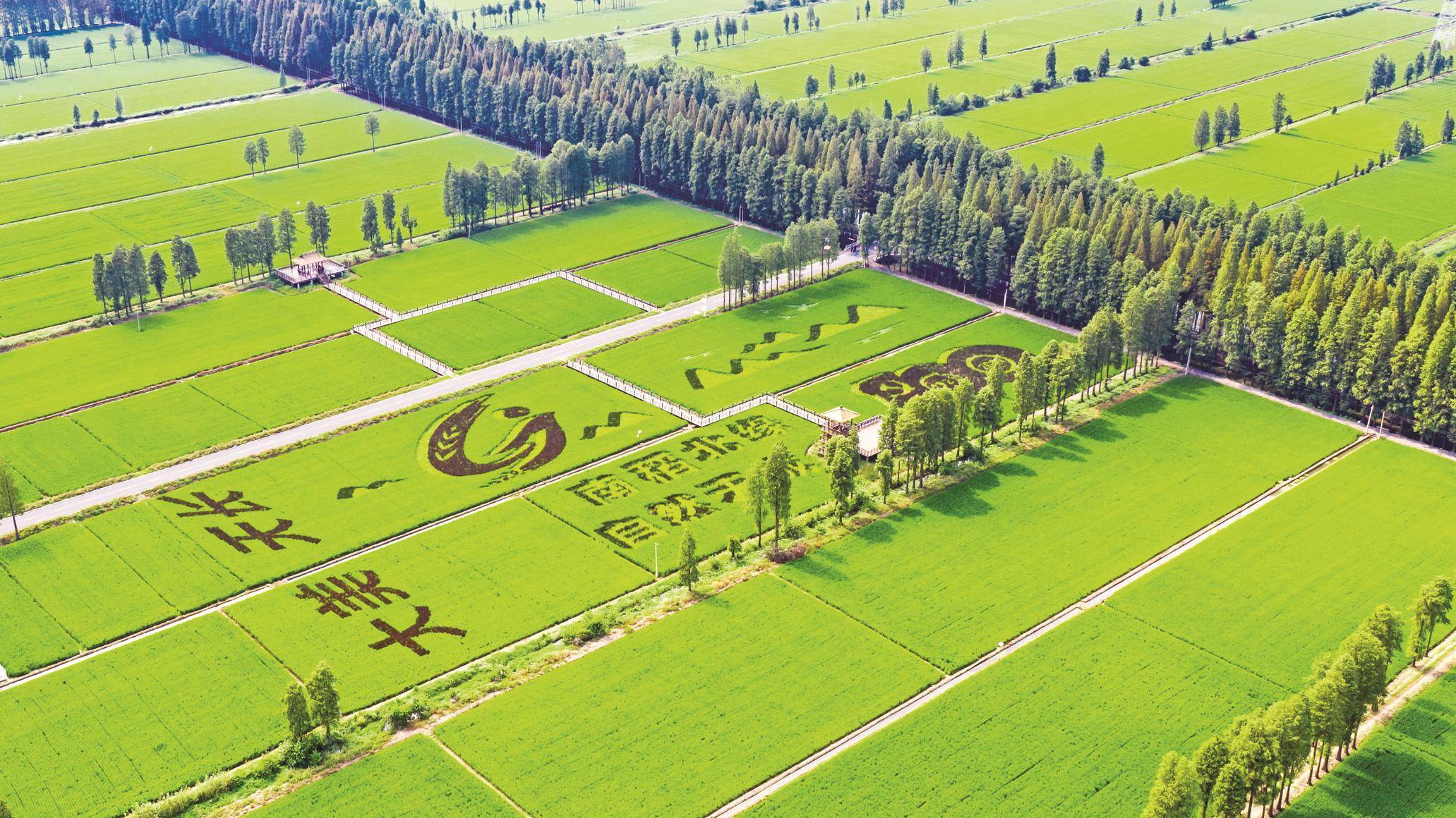 8月19日,天长市永丰镇内,航拍位于天长国家现代农业产业园优质水稻