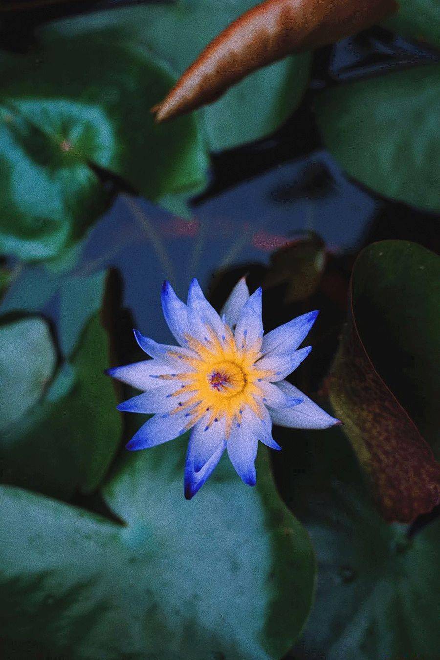 豆蔻紫,芡实白,黄昏灰,火岩棕胭脂红,玳瑁黄,松霜绿,秋波蓝雁灰,杏黄