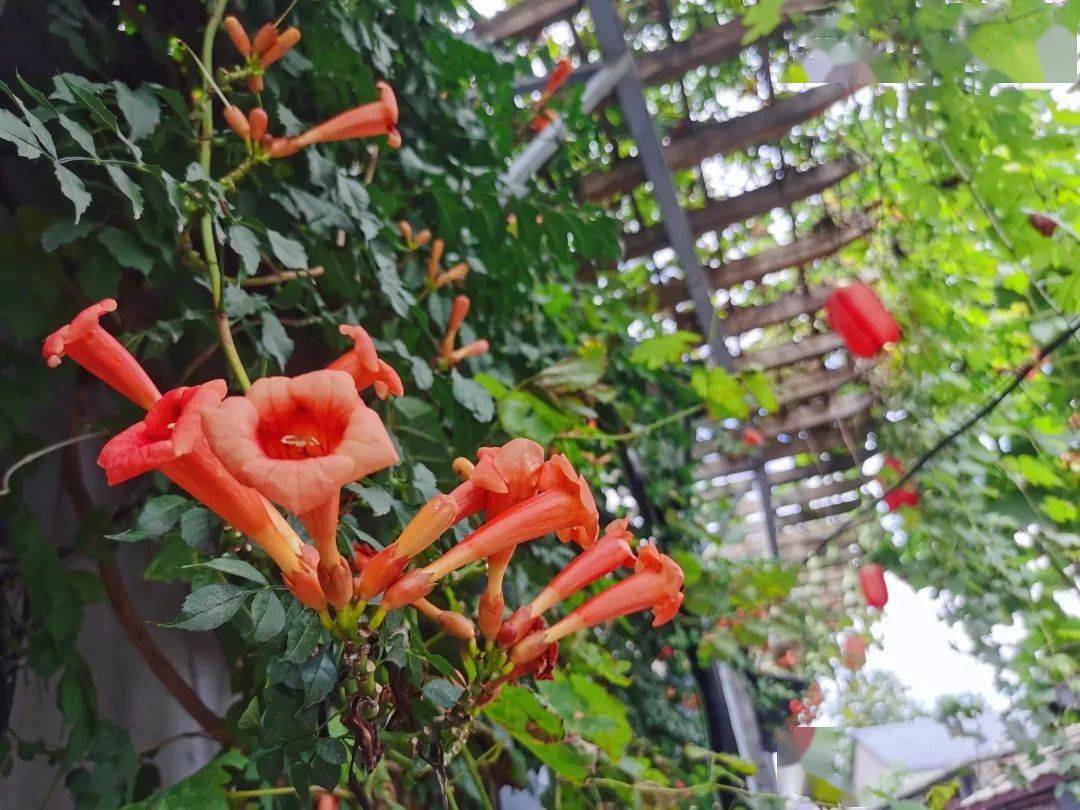 南巷摇身一变在"花友汇"成员和所有居民的努力下小旧胡同变身文明街巷