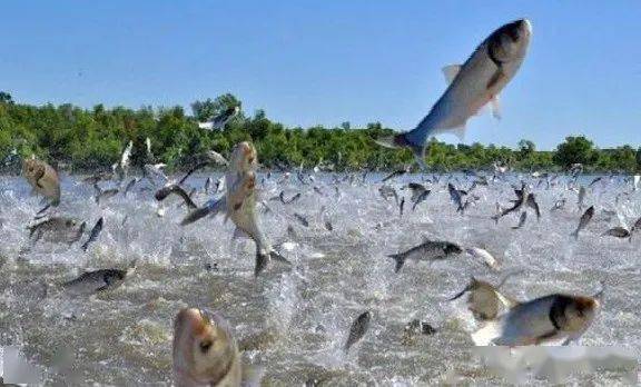 花白鲢可以用来净化水质 花白鲢食性特点您了解吗 数量