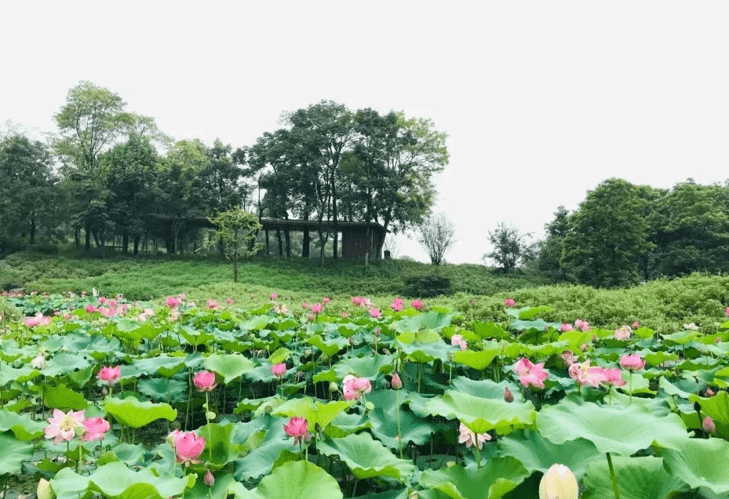 景区|重庆巴南：云林天乡 遇最美初秋