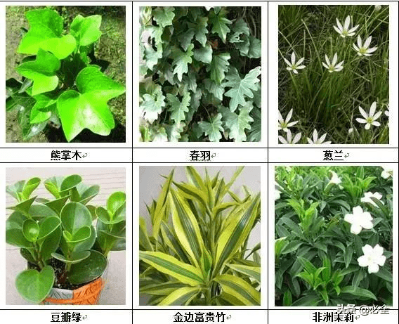 垂直绿化的植物选择(华南地区)