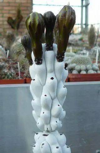 奇葩| 一组"不正经"的多肉植物,惊呆花友