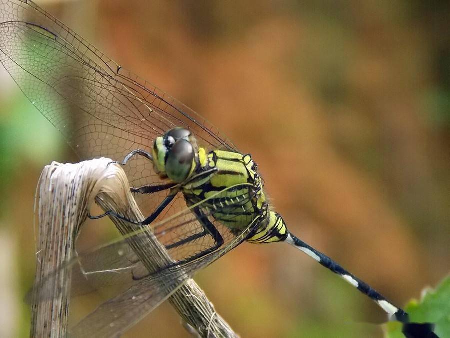 农村七月半不让捉的两种昆虫说是已故亲人化身有一种叫鬼蜻蜓