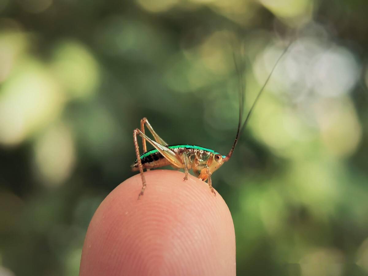 农村七月半不让捉的两种昆虫说是已故亲人化身有一种叫鬼蜻蜓