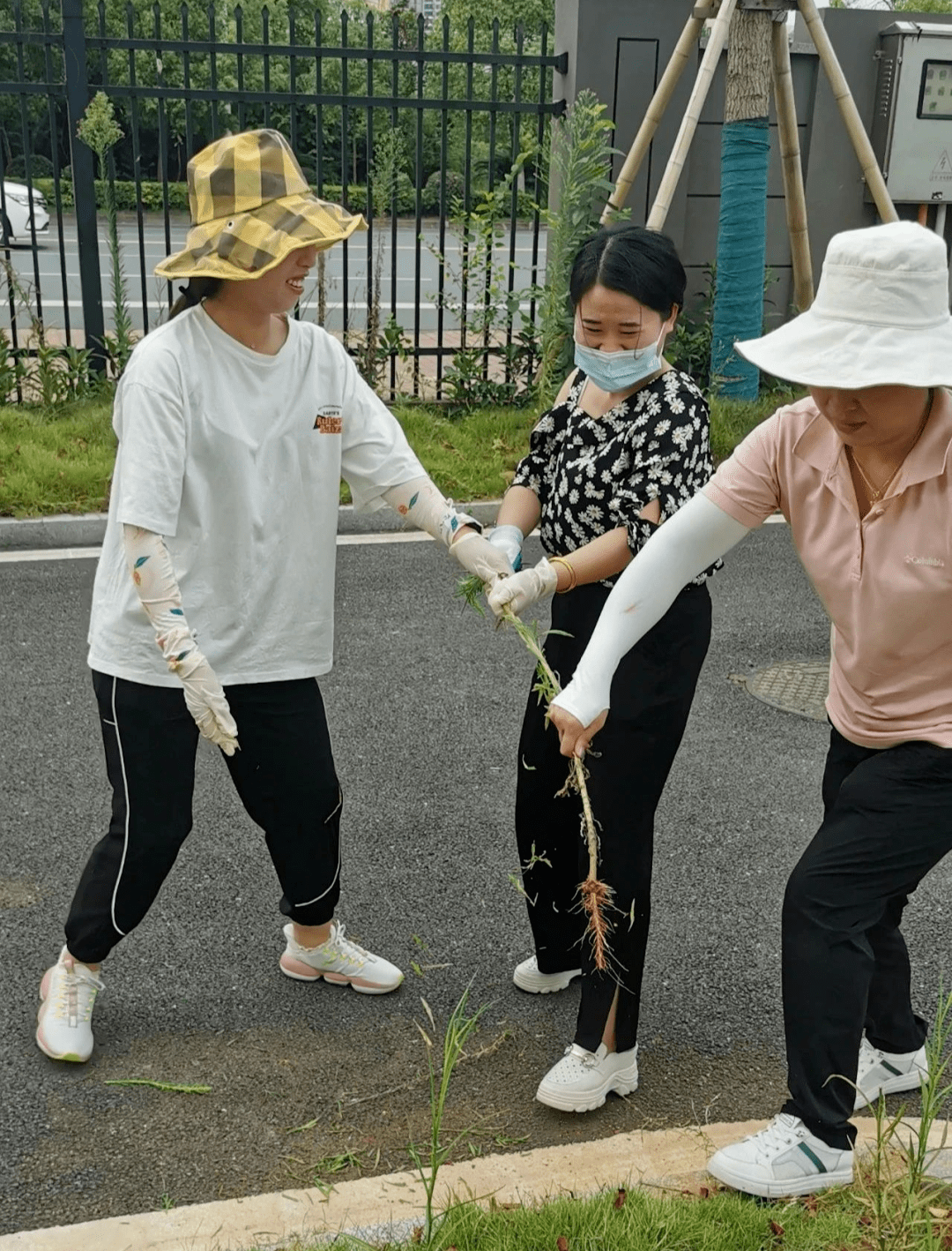 小编要被"种草"了 竟然是隆兴小学的老师们?_拔草