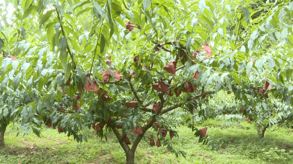 西秀区宁谷镇:200亩黄桃枝头俏_种植