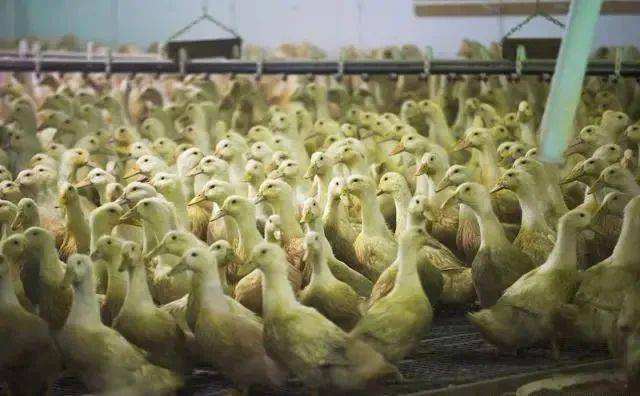 养鸭技术，鸭舍消毒管理，常见鸭病防治技术