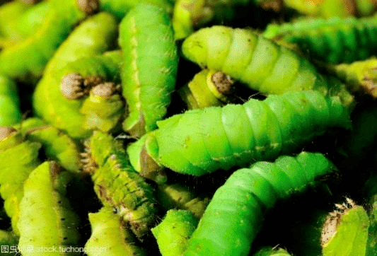 东北青蚕花式做法合集