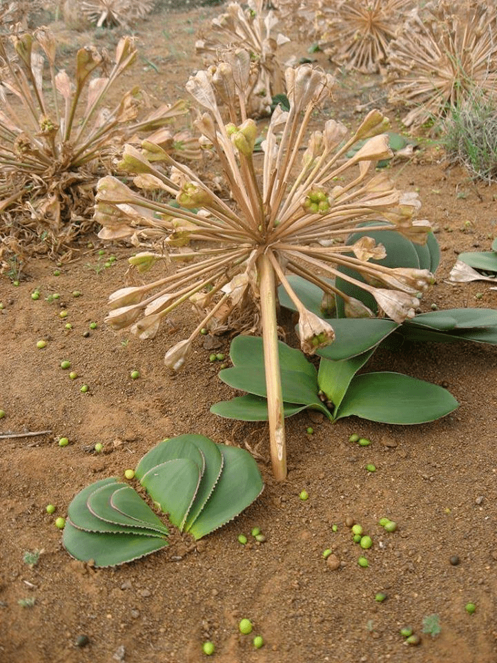 物种日历 | 灯台百合——非洲沙漠里的球根女王