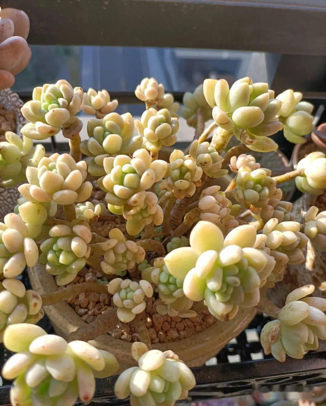 多肉怎么上缓释肥比较好 6e4488d37bcb4b1e8000ff22184791cf.jpeg