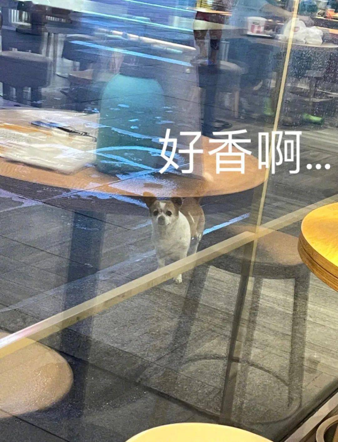 女人和狗简谱_我和我的祖国简谱(2)