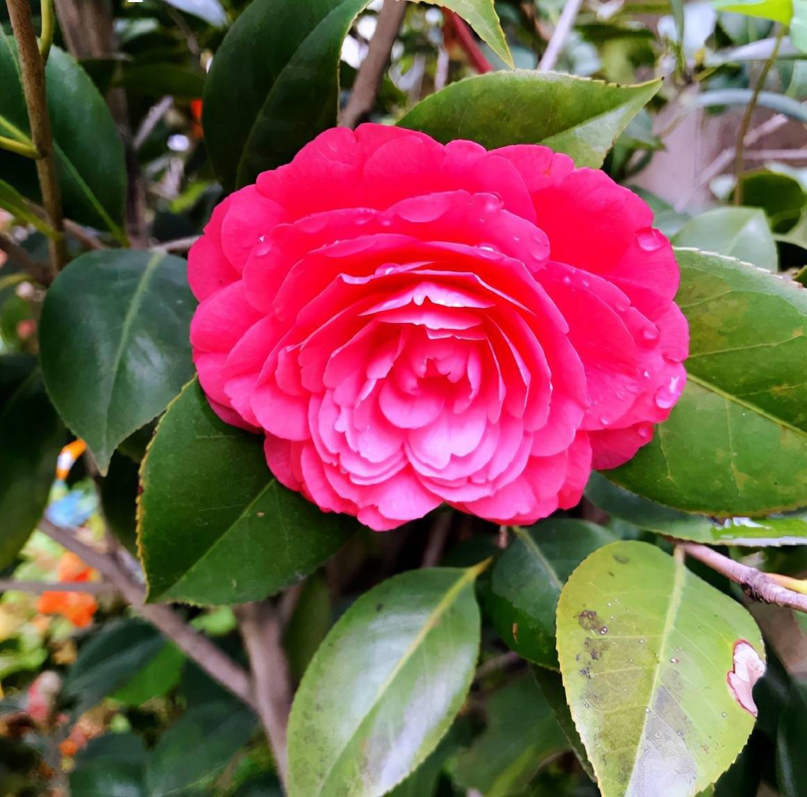 真正适合秋天养的花 秋天不种下 花期不开花 种植