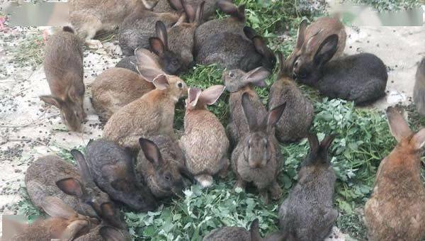 养兔子的十大禁忌图片