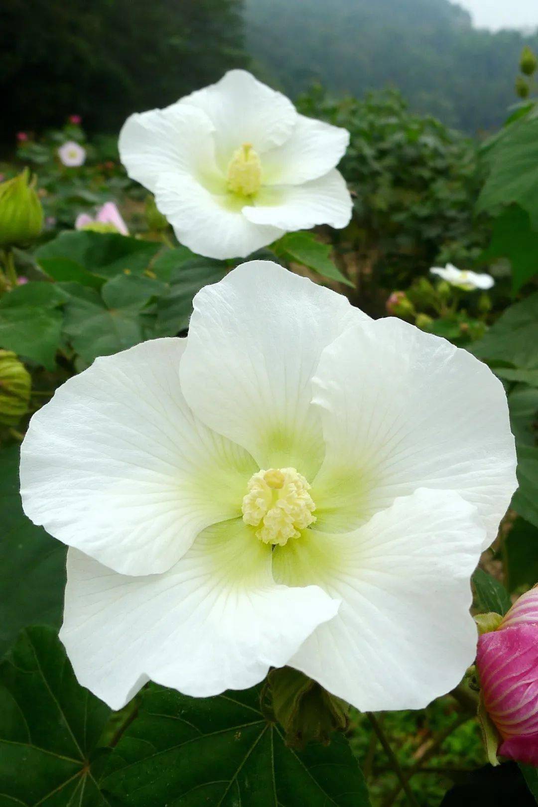 鲜花山谷里品种不同的单瓣芙蓉花