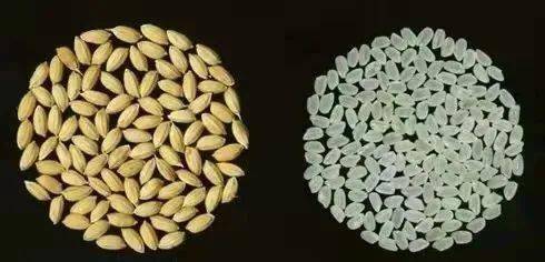 160万元成交两粒水稻种子为何全场增值最高