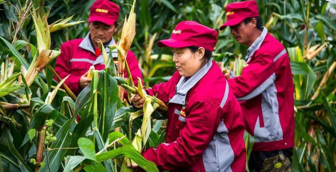 刘占文|太好吃了!不愧是获得金奖的玉米