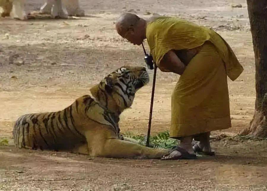 奇观动物拜佛千年一见佛法无边感天动地