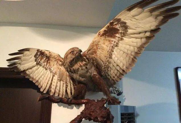 将其在高台县某地捡拾到的一只金雕死体制成标本,于2019年11月15日以