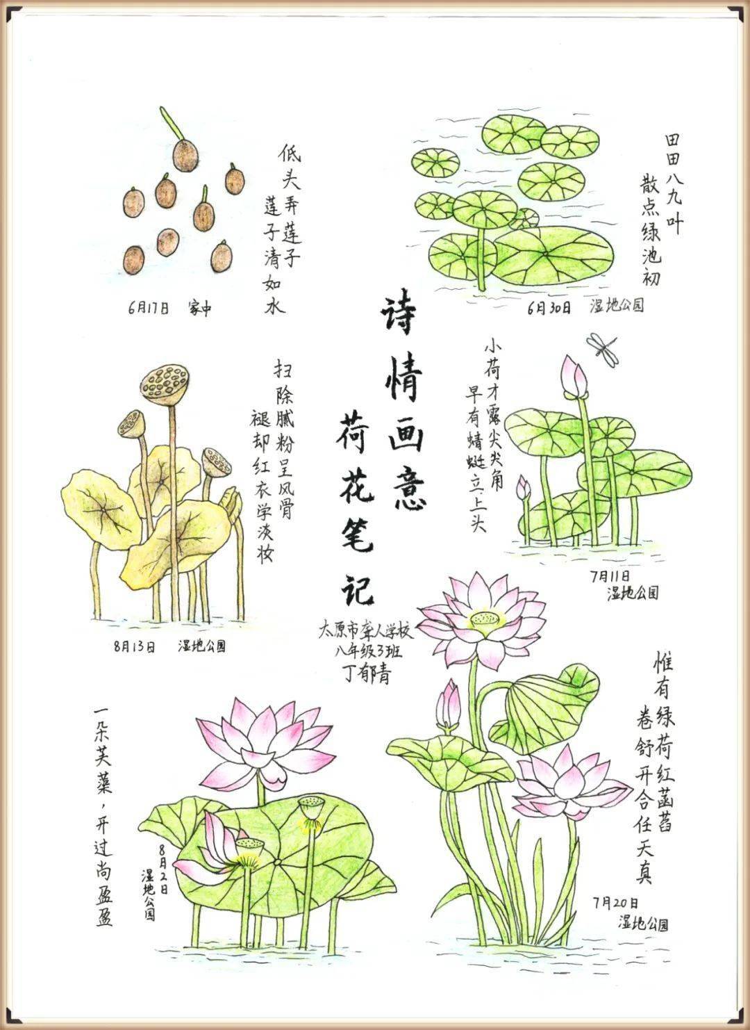 兰花自然笔记作品图片